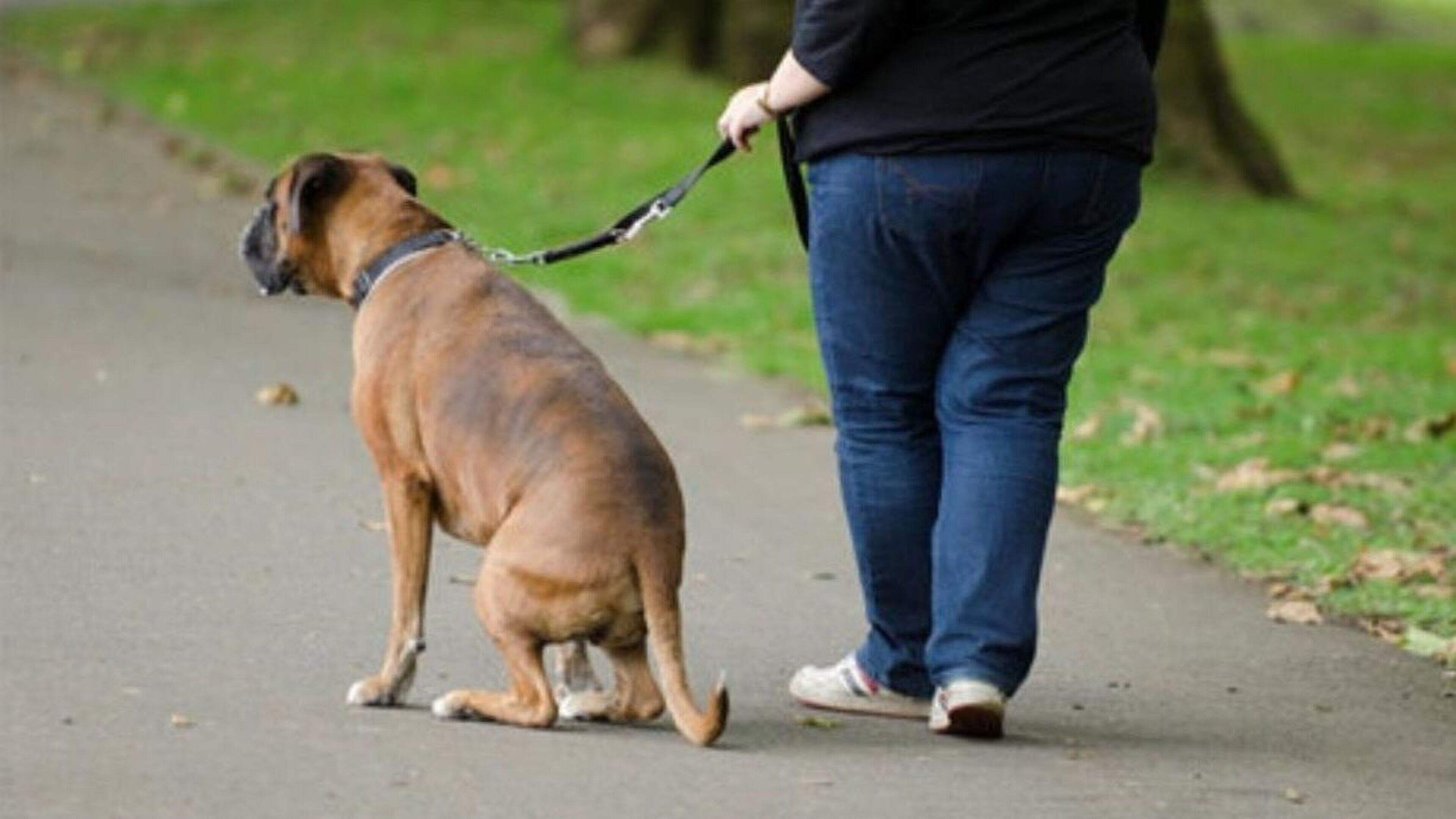 Dog fouling a ‘huge issue’ at popular Wexford town park